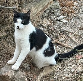 Bandito von der Kolonie Hausberg