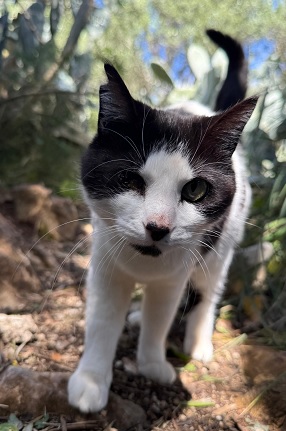 Bandito von der Kolonie Hausberg