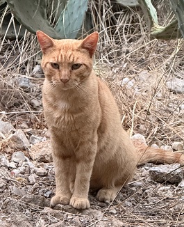 Canelo von der Kolonie Hausberg