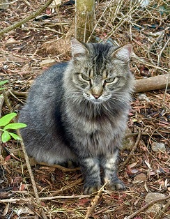 Diva von der Kolonie Hausberg