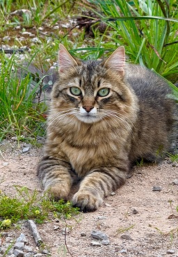 Diva von der Kolonie Hausberg
