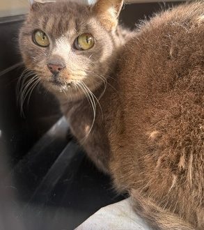 Emma aus der Kolonie Wohngebiet