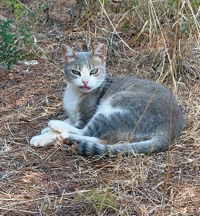 Erna aus der Kolonie Wald