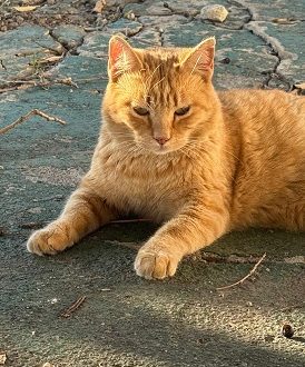 Garfield von der Kolonie Wohngebiet