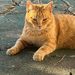 Garfield von der Kolonie Wohngebiet