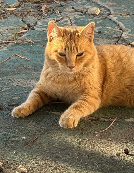 Garfield von der Kolonie Wohngebiet