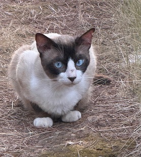 Kasimir aus der Kolonie Wald