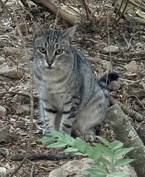 Merlin 1