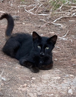 Robbie aus der Kolonie Wald