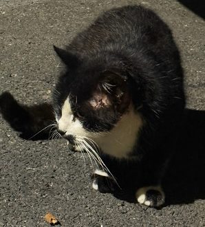 Rocky aus der Kolonie Wohngebiet