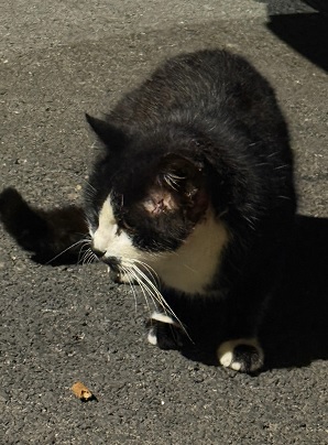 Rocky aus der Kolonie Wohngebiet