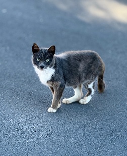 Smokey aus der Kolonie Wohngebiet